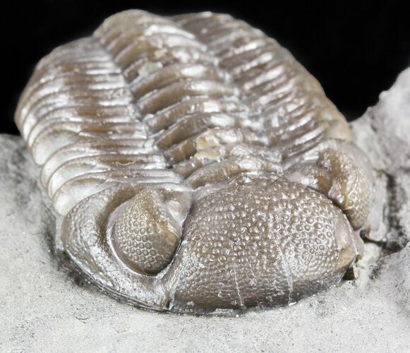 Long Eldredgeops Trilobite - Paulding, Ohio #55456